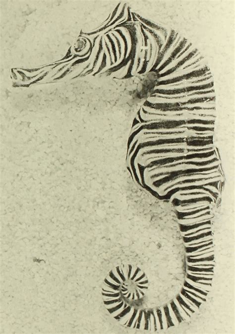 Zebra Seahorse, Hippocampus zebra Whitley, 1964 - The Australian Museum