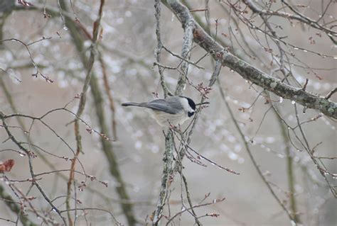 Carolina Chickadee - eMuseum of Natural History