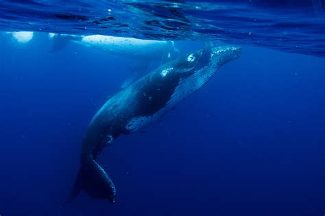 Seasonal Whale Watching Tonga - Jones Travel & Tours