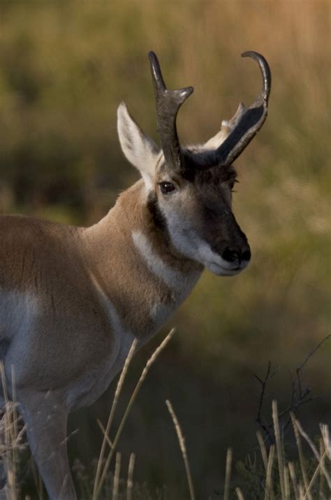 The Pronghorn Antelope: A True American Survivor | Jackson Hole ...