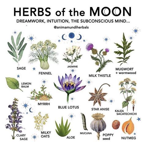 Herbs of the moon | Ma thuật, Phù thủy, Thực vật