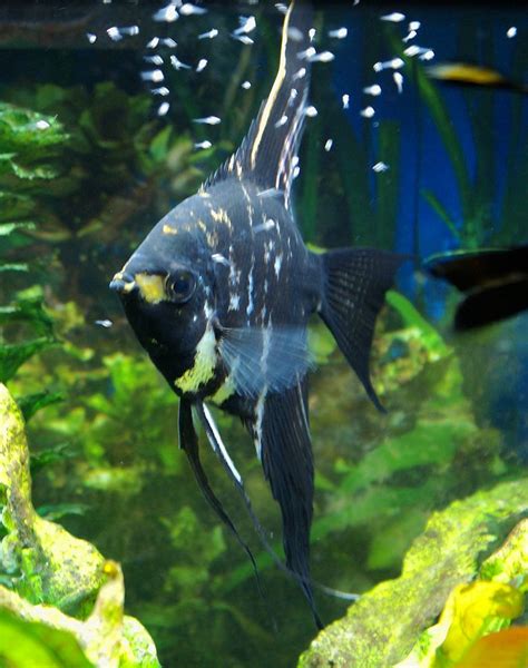 Angelfish Breeding ~ Angelfish Types