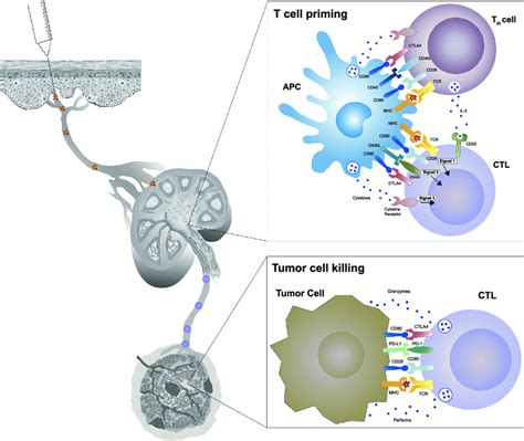 Mechanism of T cell activation and cancer cell killing. Activation of ...