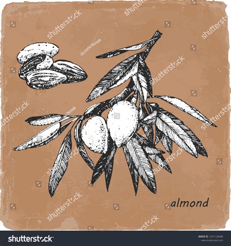 Handdrawn Illustration Almond Vector Stock Vector (Royalty Free) 1251126046