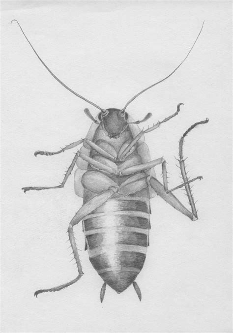 Realistic Cockroach Drawing