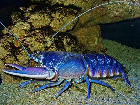 Homarus gammarus (en: european lobster). Class: Malacostraca; Order ...