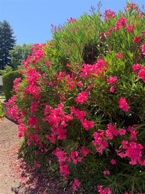 Large pink flowering bushes