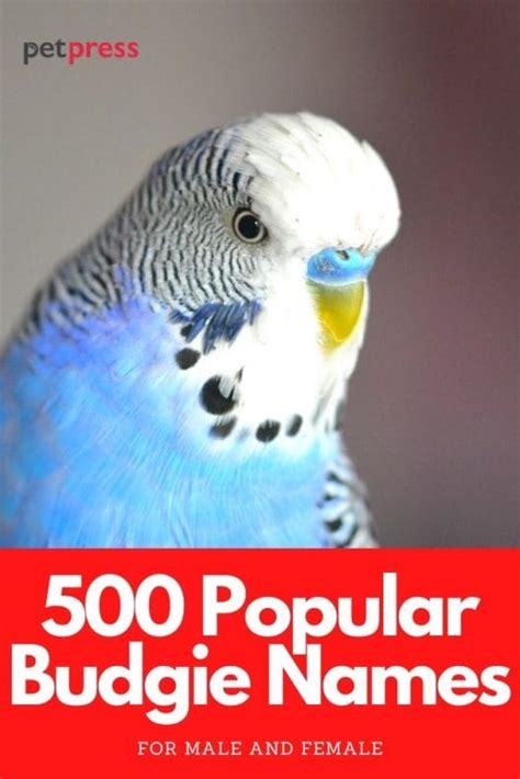 500 Most Popular Names for Budgies for Boys and Girls | PetPress