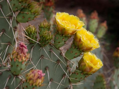 Prickly Pear Cactus | HGTV