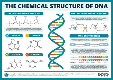 The Chemical Structure of DNA | Compound Interest