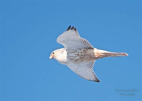 Bev's Nature Blog: White Morph Gyrfalcon