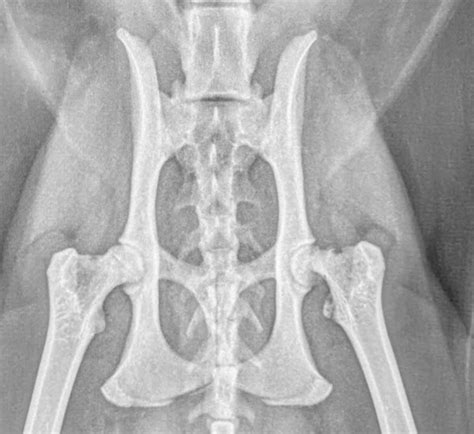 Femoral Head Osteotomy Cat