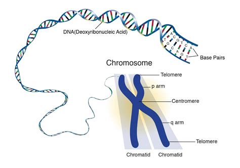 Forget your biology book -- here's what chromosomes really look like