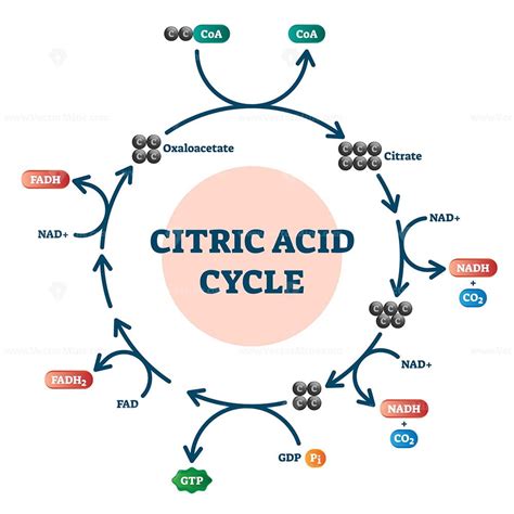 Citric Acid Cycle