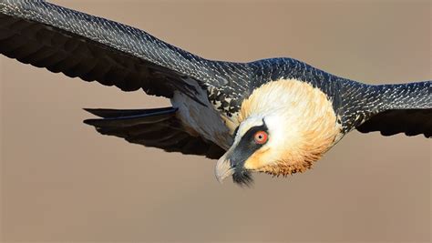 Bearded Vulture - Project Vulture