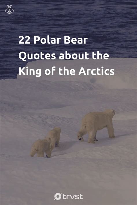 22 Polar Bear Quotes about the King of the Arctics