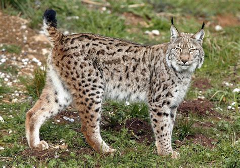 The lynx effect – wildcats may return to UK after 1,300 year absence