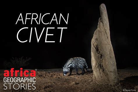 African civet - Africa Geographic