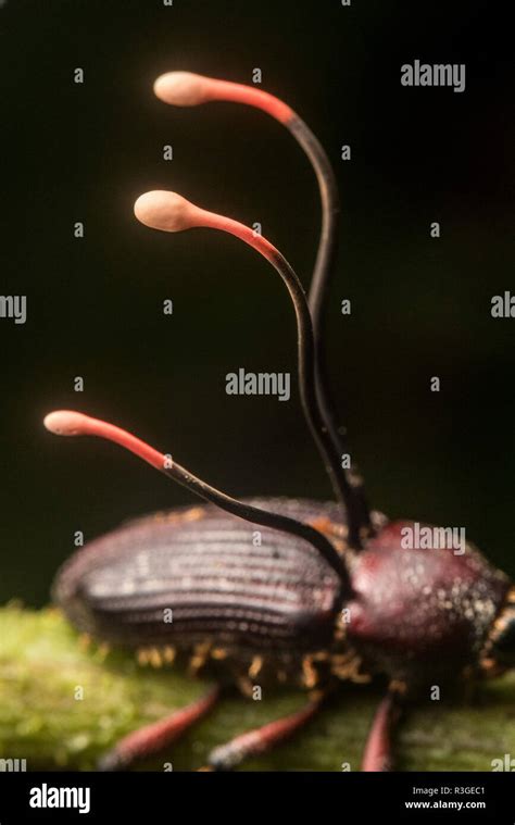 Ophiocordyceps curculionidae, a species of cordyceps fungus that ...