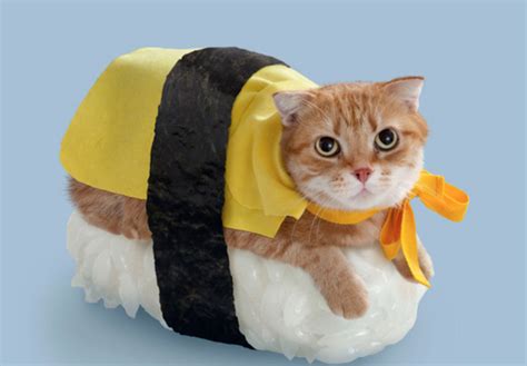 35 Cute Cats in Costumes - MyThirtySpot