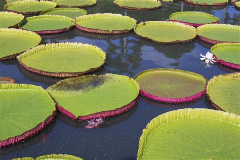 Victoria lotus leaf It is the largest lotus flower that floats on the ...