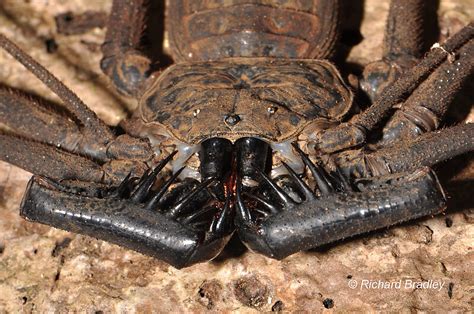 Amblypygi | AAS | American Arachnological Society