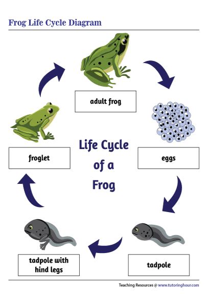 Printable Frog Life Cycle Diagram