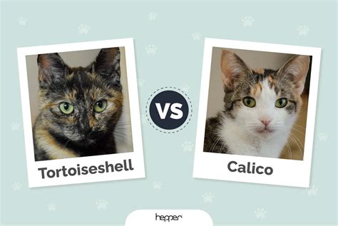 Tortoiseshell Cat vs Calico Cat: Coat Patterns Explained | Hepper