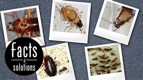 Baby Roach Pictures: An Easy Visual Guide - Cockroach Facts