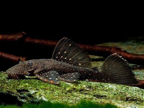 Yellow Spotted Bristlenose Pleco – Diapteron Shop