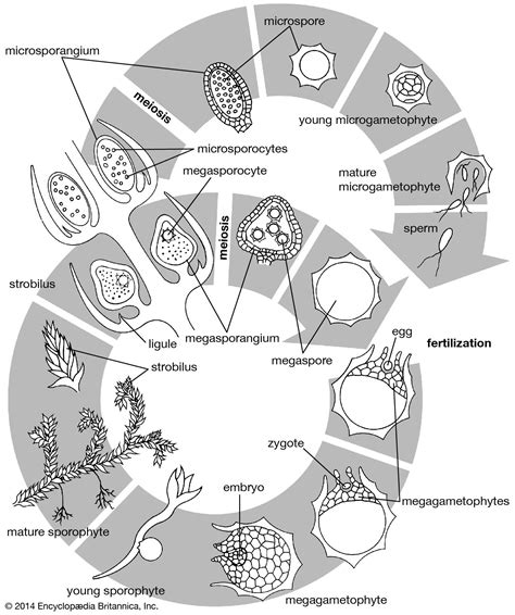 Pinophyta Life Cycle