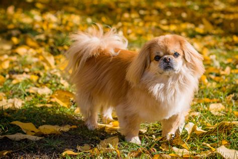 Top 11 Pekingese Breeders In The US