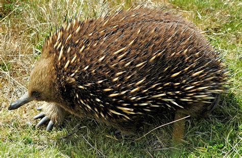 The Creature Feature: 10 Fun Facts About the Echidna | WIRED