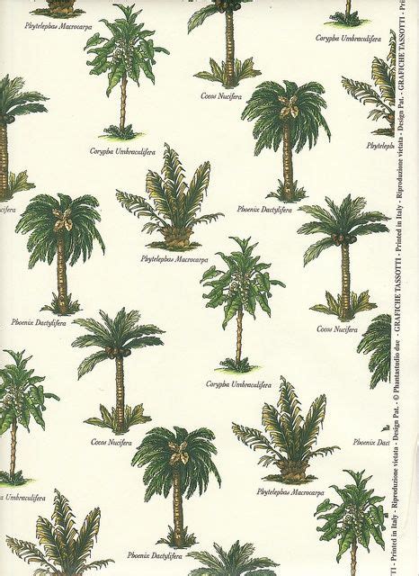 25+ Best Ideas about Palm Tree Types on Pinterest | Small palm trees ...