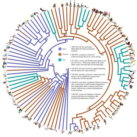 Cladistics: Introductions to Clades and Cladograms