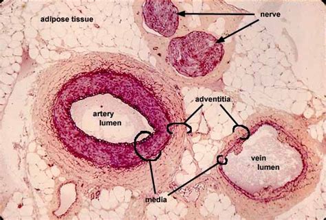 Histology at SIU