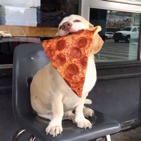 DOG EATING PIZZA FUNNY MOMENT !!!! - YouTube