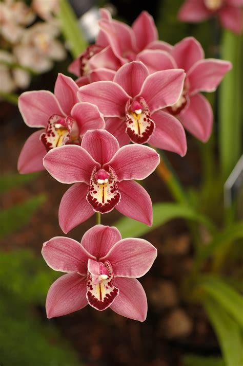 Types of Orchids and How to Grow Them