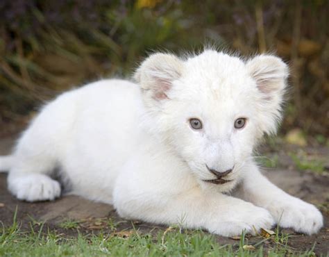 This little white cub is adorable | Albino animals in pictures ...