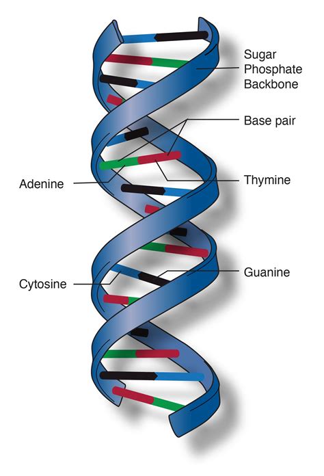 Dna double helix model, Dna model, Double helix