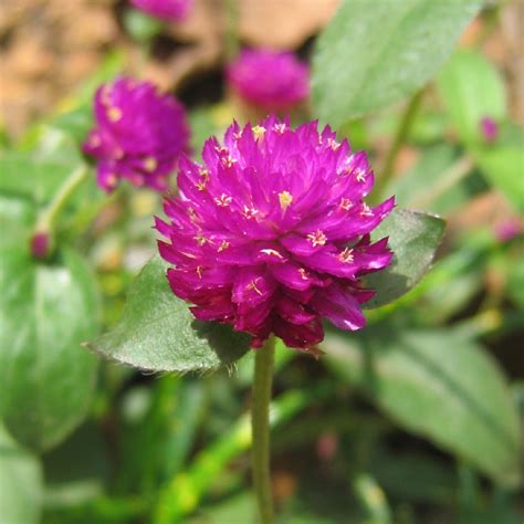 Gomphrena globosa (Gomphrena globosa) - PictureThis