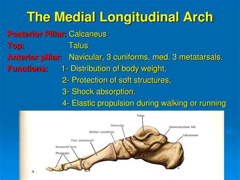 PPT - Arches of the foot PowerPoint Presentation, free download - ID ...