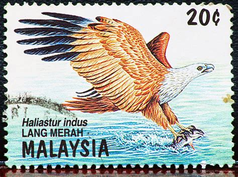 Malaysia 1996 Birds of Prey stamp - Lang Merah | Aves