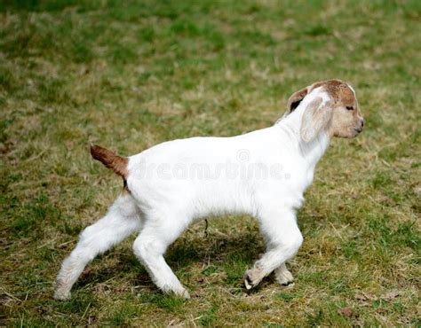 1,279 Tail Goat Stock Photos - Free & Royalty-Free Stock Photos from ...