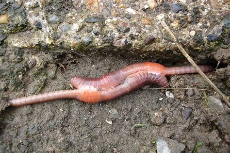 The Life Cycle and Stages of Red Wiggler Worms (Eisenia Foetida ...