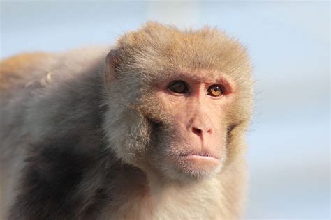 rhesus macaque - California National Primate Research Center