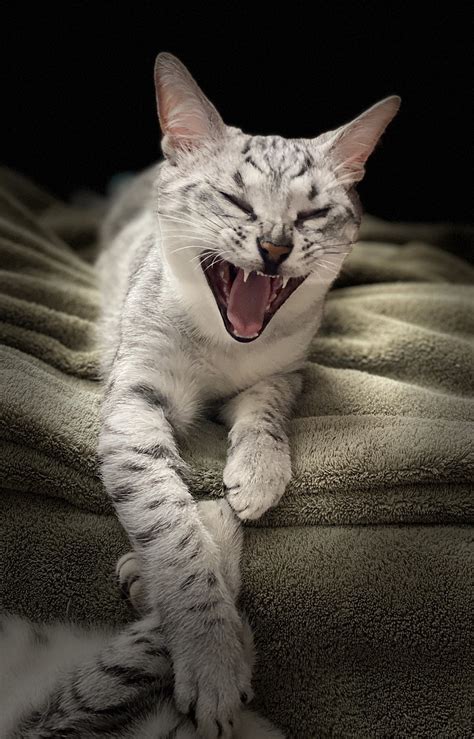 Laughing Cat Yawning Funny - Free photo on Pixabay - Pixabay