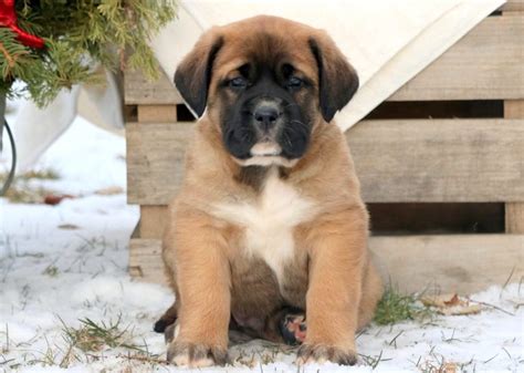 Mastiff Mix Puppies for Sale - Keystone Puppies