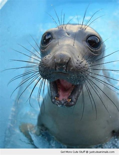 Laughing Sea Lion Meme