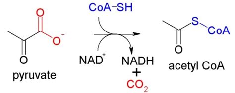 What is the Difference Between Acetyl CoA and Acyl CoA - Pediaa.Com